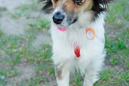 Fiszka - mała dama do ADOPCJI, mazowieckie Warszawa