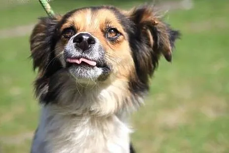 Fiszka - mała dama do ADOPCJI,  mazowieckie Warsza