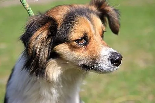 Fiszka - mała dama do ADOPCJI,  mazowieckie Warsza