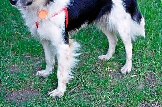 Fiszka - mała dama do ADOPCJI,  mazowieckie Warsza