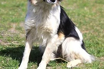 Fiszka - mała dama do ADOPCJI,  mazowieckie Warsza