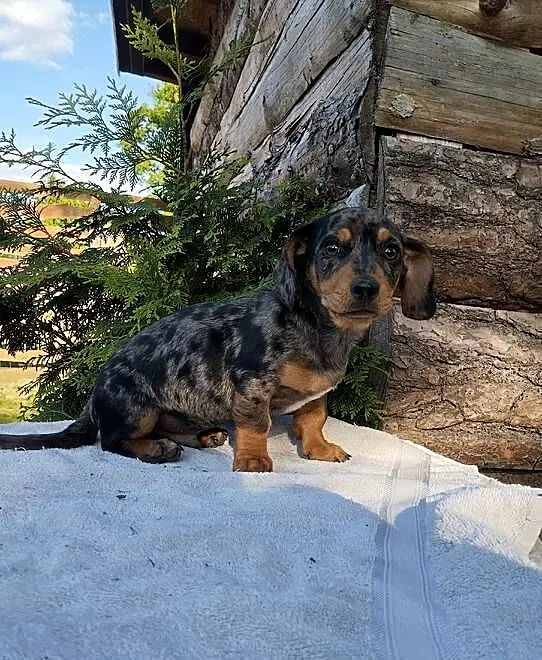 Jamnik blue merle, Opolskie, Krapkowice