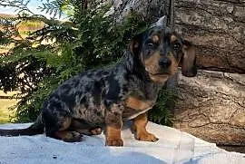 Jamnik  blue merle