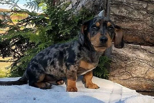 Jamnik  blue merle, Opolskie, Krapkowice