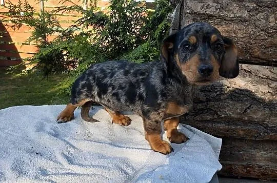 Jamnik  blue merle, Opolskie, Krapkowice