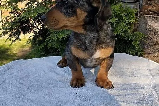 Jamnik  blue merle, Opolskie, Krapkowice