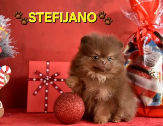 Pomeranian Boo – szczenięta CHOCOLATE & TAN | NOWOŚĆ, , Warszawka