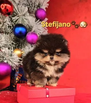 Pomeranian Boo – szczenięta CHOCOLATE & TAN | NOWOŚĆ, , Warszawka