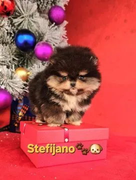 Pomeranian Boo – szczenięta CHOCOLATE & TAN | NOWOŚĆ, , Warszawka