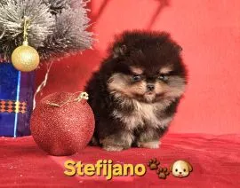 Pomeranian Boo – szczenięta CHOCOLATE & TAN | NOWOŚĆ