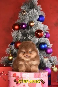 Pomeranian Boo – szczenięta CHOCOLATE & TAN | NOWOŚĆ, , Warszawka