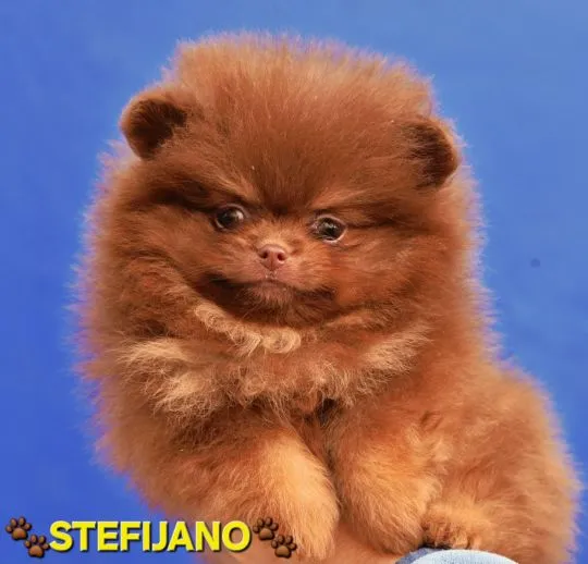 Pomeranian Boo – szczenięta CHOCOLATE & TAN | NOWOŚĆ, , Warszawka