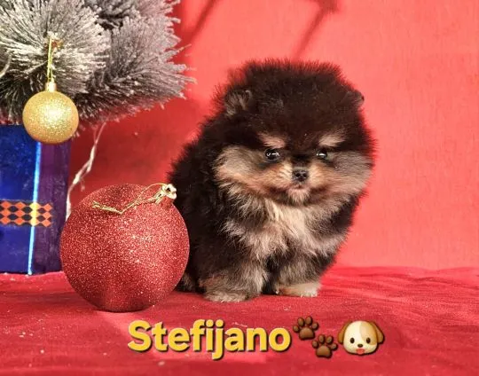 Pomeranian Boo – szczenięta CHOCOLATE & TAN | NOWOŚĆ, , Warszawka