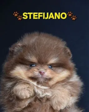 Pomeranian Boo – szczenięta CHOCOLATE & TAN | NOWOŚĆ, , Warszawka