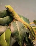 Felsuma madagaskarska grandis ( Phelsuma madagascariensis grandis )