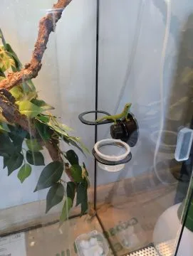 Felsuma madagaskarska grandis ( Phelsuma madagascariensis grandis ), , Łęczyca