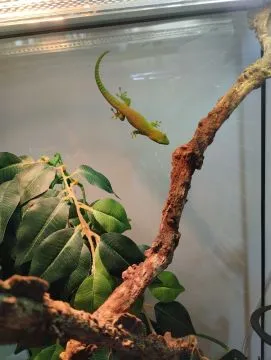 Felsuma madagaskarska grandis ( Phelsuma madagascariensis grandis ), , Łęczyca