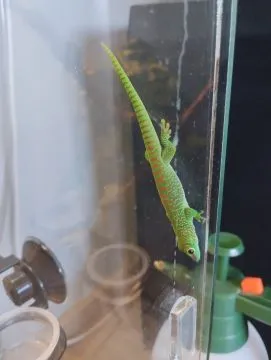 Felsuma madagaskarska grandis ( Phelsuma madagascariensis grandis ), , Łęczyca