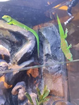 Felsuma madagaskarska grandis ( Phelsuma madagascariensis grandis ), , Łęczyca