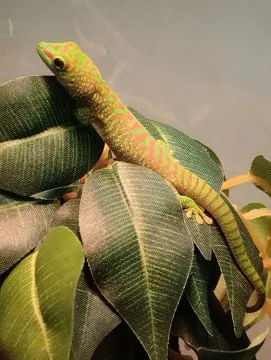 Felsuma madagaskarska grandis ( Phelsuma madagascariensis grandis )