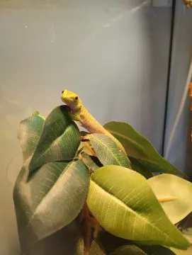 Felsuma madagaskarska grandis ( Phelsuma madagascariensis grandis ), , Łęczyca