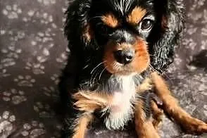 Cavalier king charls spaniel