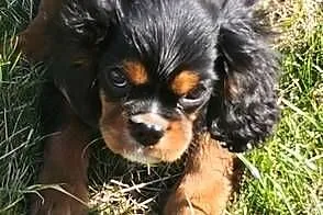 Cavalier king charls spaniel, Mazowieckie, Wolica