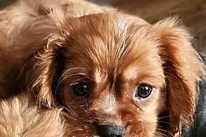 Cavalier king charls spaniel, Mazowieckie, Wolica