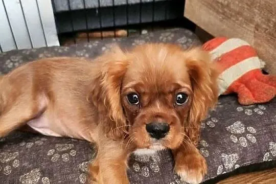 Cavalier king charls spaniel, Mazowieckie, Wolica