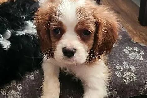Cavalier king charls spaniel, Mazowieckie, Wolica