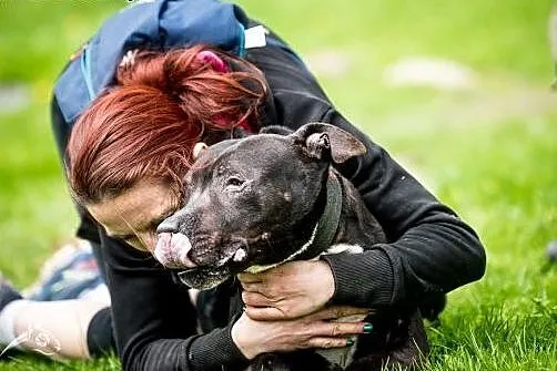 NEMO elegancki kawaler poleca się do adopcji,  maz