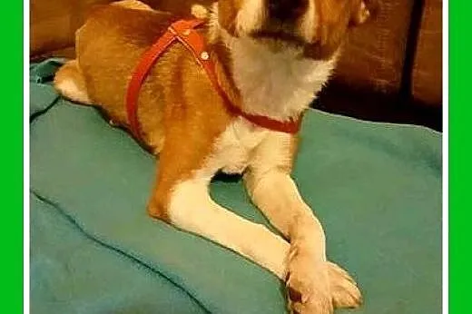 Z domu tymczasowego,mały 4 kg, przyjazny piesek KAPSELEK.Adopcja,  mazowieckie Warszawa