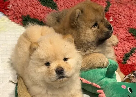 CHOW CHOW Szczeniak na sprzedaż Kontakt przez Whatsapp... +48736614543, , Sicie