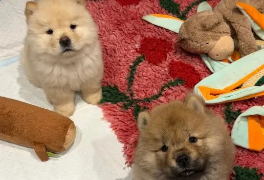 CHOW CHOW Szczeniak na sprzedaż Kontakt przez Whatsapp... +48736614543, , Sicie