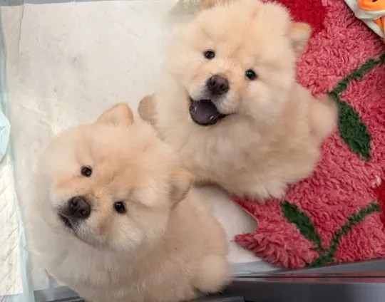 CHOW CHOW Szczeniak na sprzedaż Kontakt przez Whatsapp... +48736614543