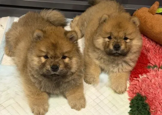 CHOW CHOW Szczeniak na sprzedaż Kontakt przez Whatsapp... +48736614543, , Sicie