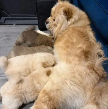 CHOW CHOW Szczeniak na sprzedaż Kontakt przez Whatsapp... +48736614543, , Sicie