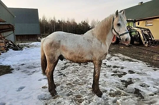 Wałach do zaprzęgu/hipoterapii