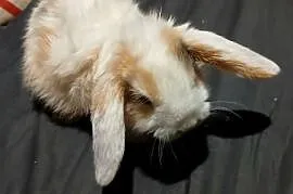 Mini lop niebieskooki