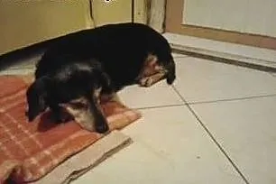 Mała Babunia pilnie szuka domu!,  dolnośląskie Wro