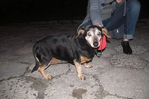 Mała Babunia pilnie szuka domu!,  dolnośląskie Wro