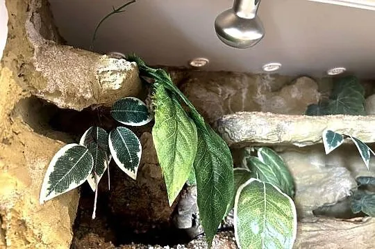 TERRARIUM 100x50x50 Żółw Jaszczurka Gekon Agama Legwan Wyposażenie Szafka, Podlaskie, Białystok
