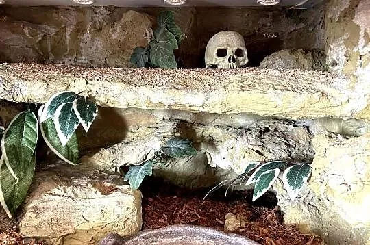 TERRARIUM 100x50x50 Żółw Jaszczurka Gekon Agama Legwan Wyposażenie Szafka, Podlaskie, Białystok