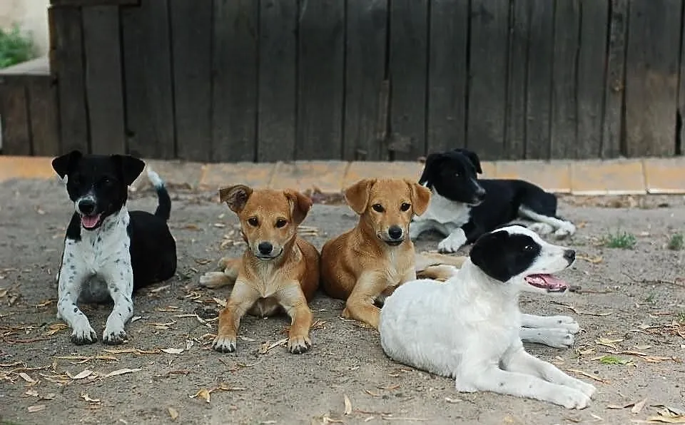 4 szczeniaki suczki do adopcji w typie foksteriera