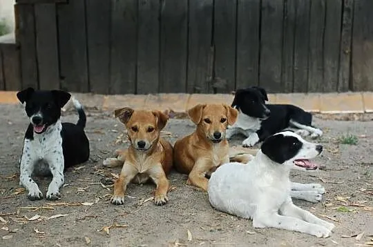 4 szczeniaki suczki do adopcji w typie foksteriera