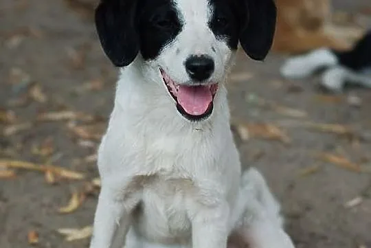 4 szczeniaki suczki do adopcji w typie foksteriera