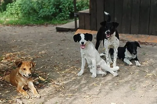 4 szczeniaki suczki do adopcji w typie foksteriera