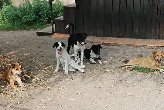 4 szczeniaki suczki do adopcji w typie foksteriera