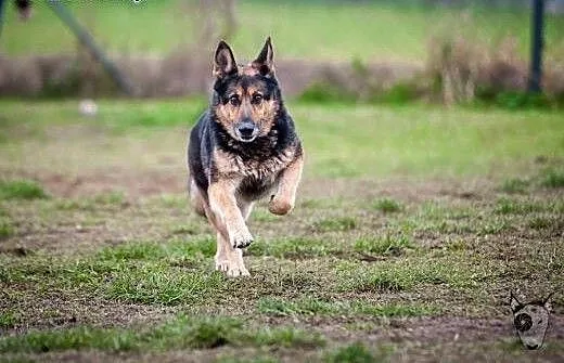 Cudowna Kira gotowa do pilnowania swojego domu!,