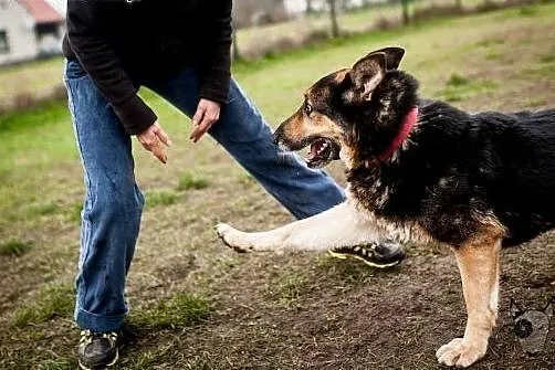 Cudowna Kira gotowa do pilnowania swojego domu!,  